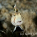 goby_spot_twin_res_kb_h_0440_png1122.jpg